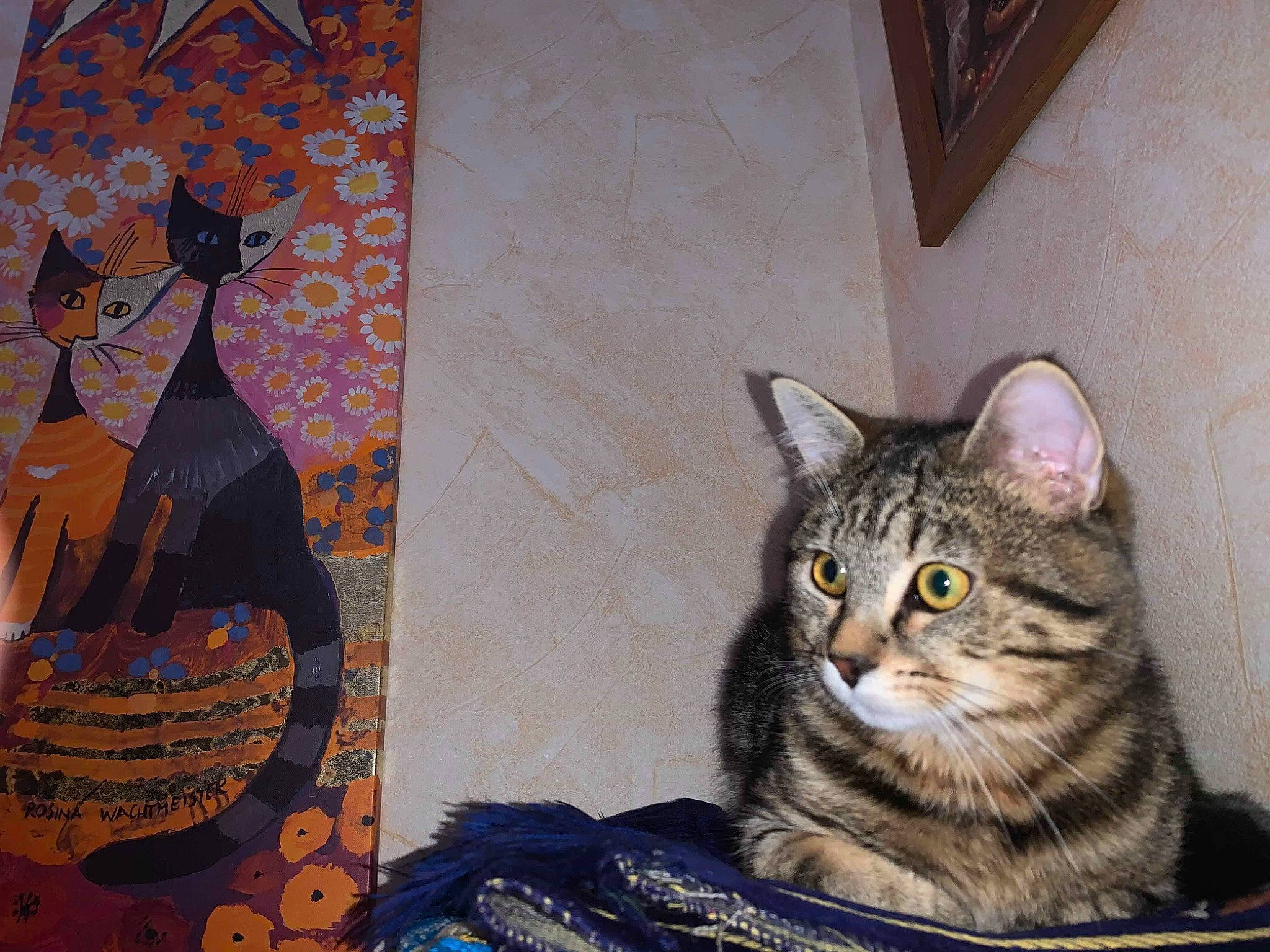 Chucky a rejoint le concours — aidez-le/la à gagner de superbes lots ! american_shorthair, asian, australian_mist, california_spangled, carnivore, cat, domestic_short_haired_cat, dragon_li, egyptian_mau, european_shorthair, felidae, kitten, mammal, ocicat, pixie_bob, small_to_medium_sized_cats, tabby_cat, toyger, vertebrate, whiskers