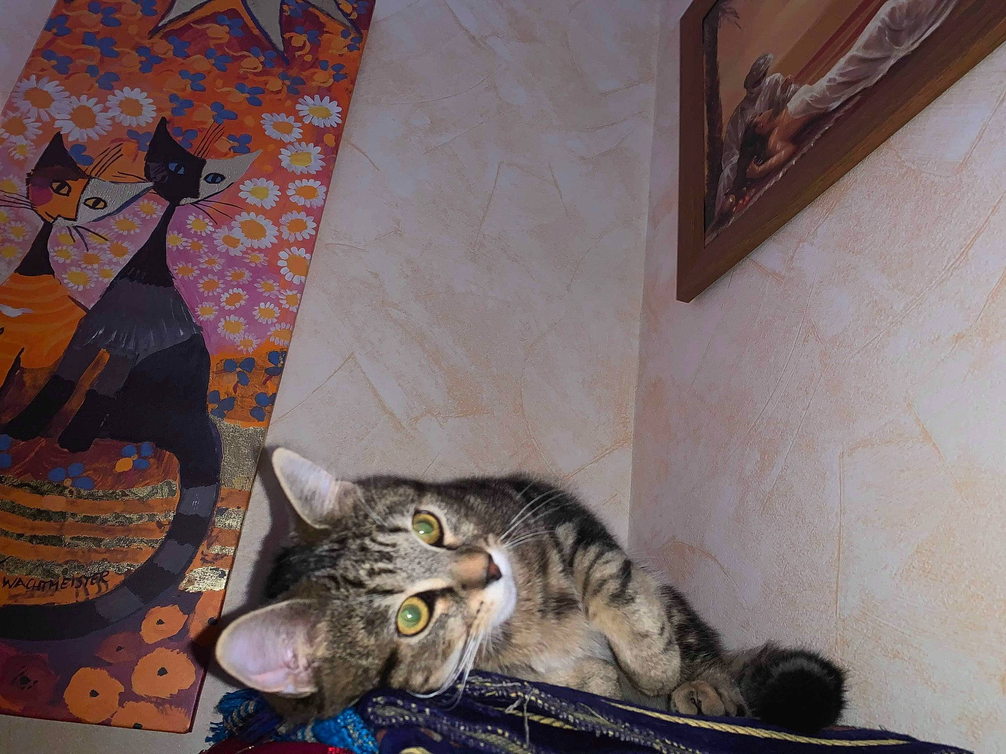 Chucky a rejoint le concours — aidez-le/la à gagner de superbes lots ! american_shorthair, art, asian, california_spangled, carnivore, cat, domestic_short_haired_cat, dragon_li, egyptian_mau, european_shorthair, felidae, illustration, kitten, ocicat, painting, room, small_to_medium_sized_cats, tabby_cat, whiskers