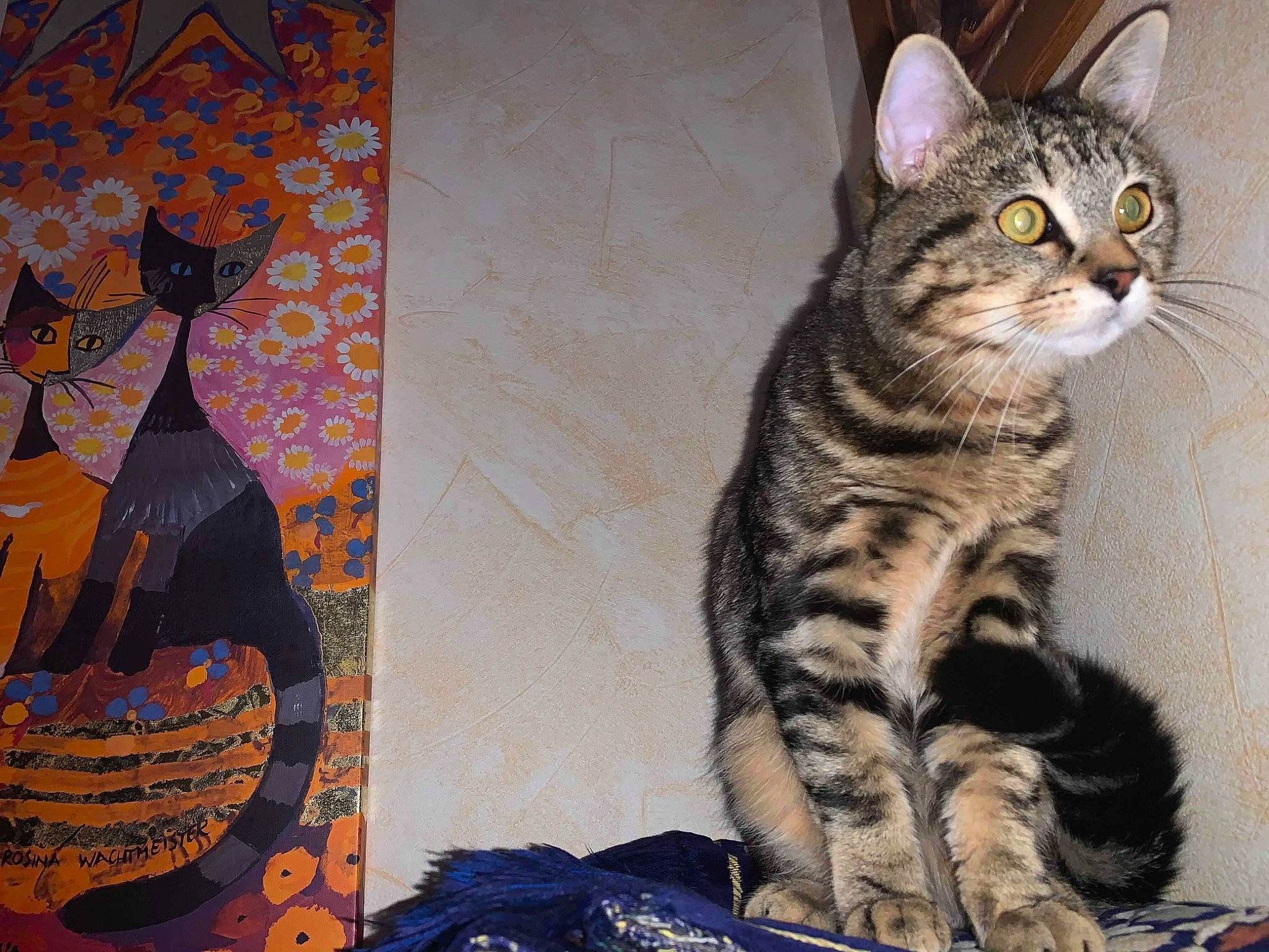 Chucky participe au concours pour gagner de l'argent avec cette photo : american_bobtail, american_shorthair, american_wirehair, asian, california_spangled, carnivore, cat, domestic_short_haired_cat, dragon_li, european_shorthair, felidae, kitten, mammal, ocicat, pixie_bob, small_to_medium_sized_cats, tabby_cat, toyger, vertebrate, whiskers