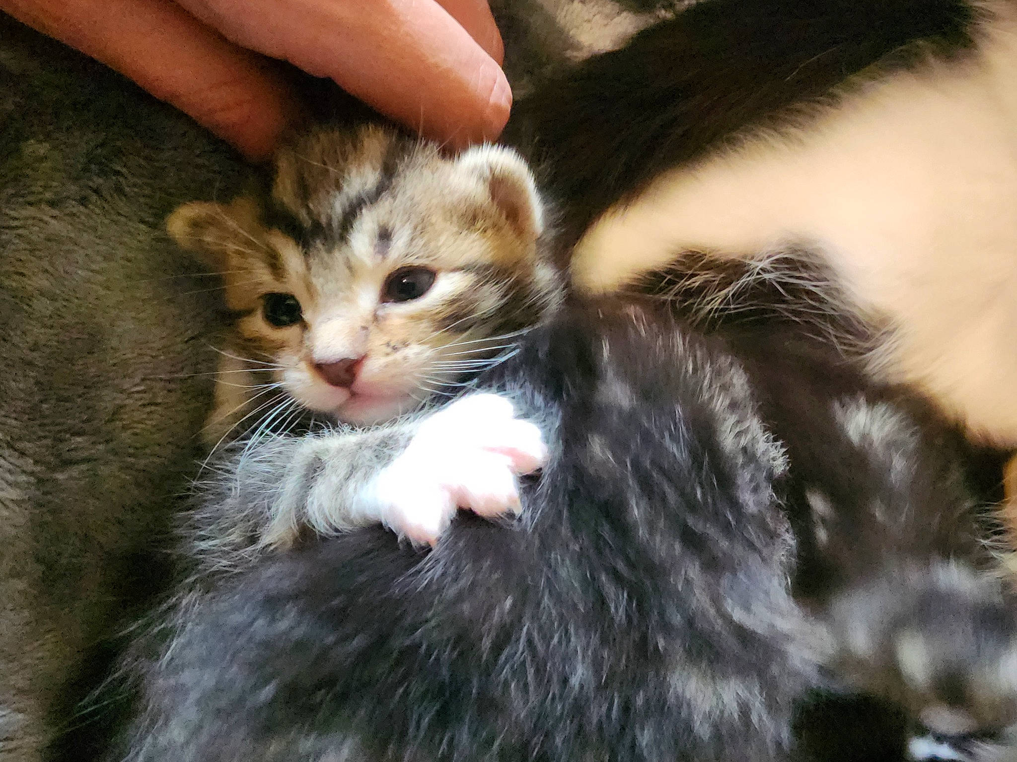 Beaux is registered to the contest to win money with this photo: carnivore, cat, claw, comfort, domestic_short_haired_cat, felidae, fur, natural_material, paw, small_to_medium_sized_cats, snout, tail, terrestrial_animal, whiskers