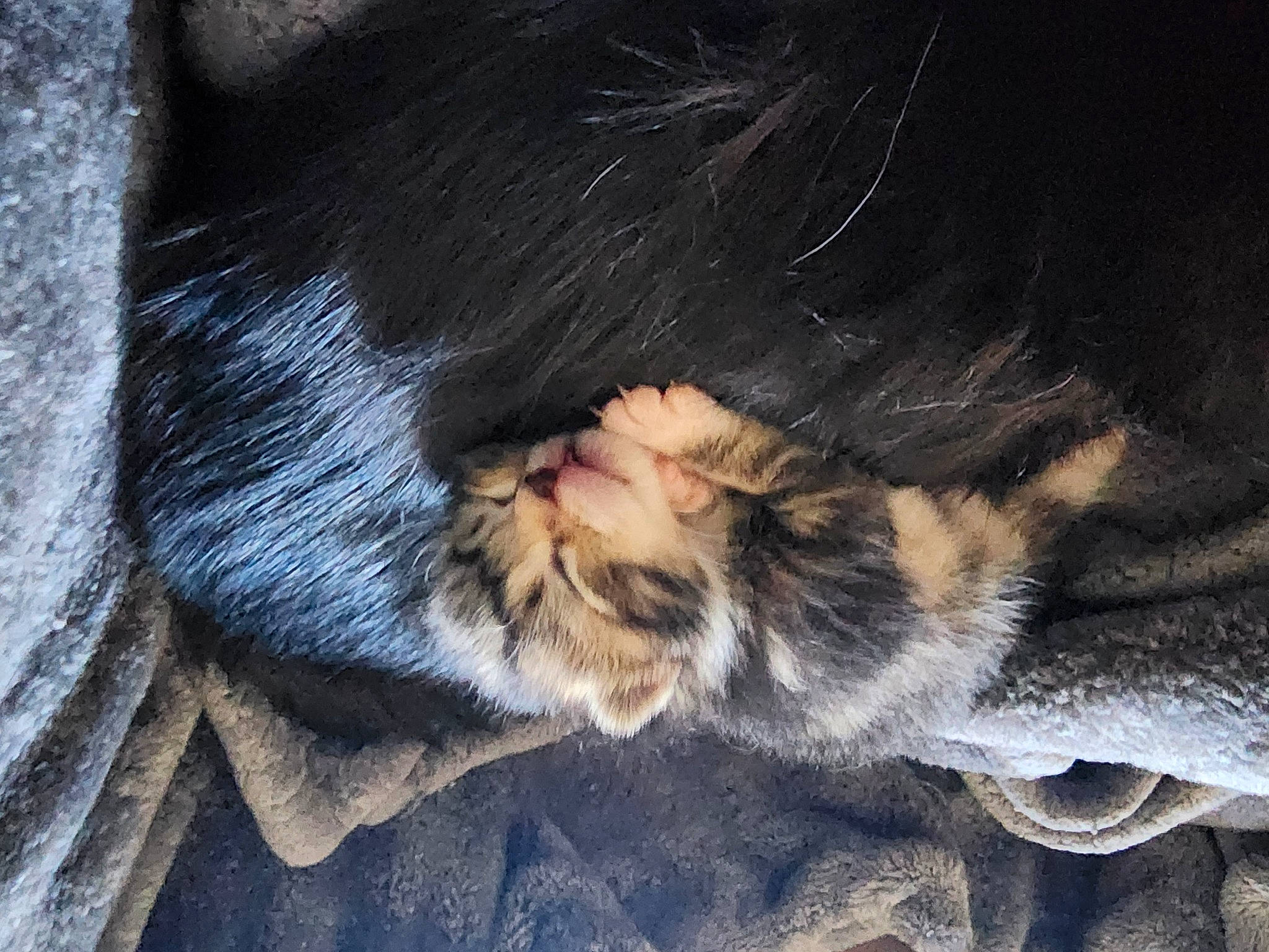 Beaux is registered to the contest to win money with this photo: carnivore, cat, claw, close_up, comfort, darkness, denim, domestic_short_haired_cat, eye, felidae, foot, fur, gesture, human_leg, paw, small_to_medium_sized_cats, snout, tail, whiskers, wood