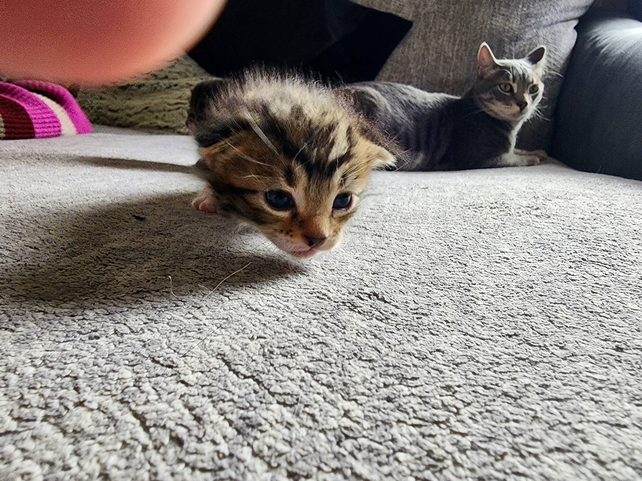 Beaux joined the competition — help win amazing prizes! carnivore, carpet, cat, claw, comfort, domestic_short_haired_cat, fawn, felidae, flooring, fur, grey, mammal, paw, road_surface, small_to_medium_sized_cats, snout, tail, terrestrial_animal, vertebrate, whiskers