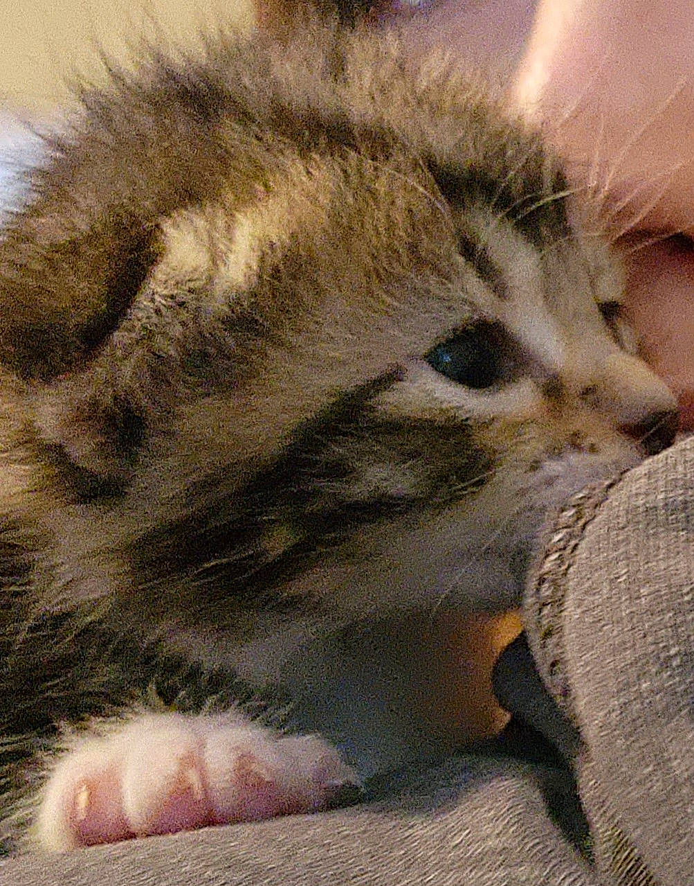 Beaux joined the competition — help win amazing prizes! big_cats, carnivore, cat, cheetah, claw, comfort, domestic_short_haired_cat, fawn, felidae, fur, grass, nap, paw, sleep, small_to_medium_sized_cats, snout, tail, terrestrial_animal, whiskers, wildlife