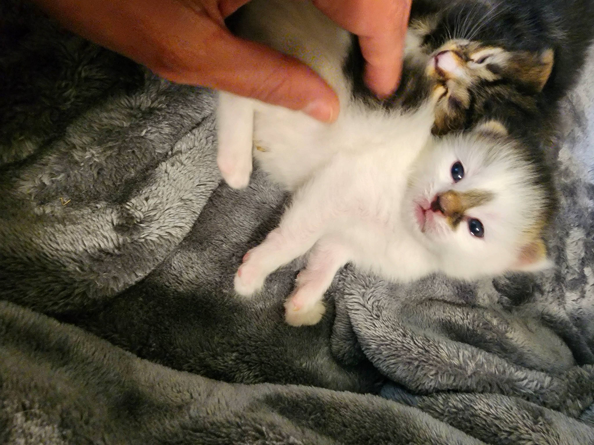 Angus joined the competition — help win amazing prizes! carnivore, cat, claw, companion_dog, domestic_short_haired_cat, fawn, felidae, finger, flooring, foot, fur, gesture, hand, human_leg, nail, paw, small_to_medium_sized_cats, snout, tail, whiskers