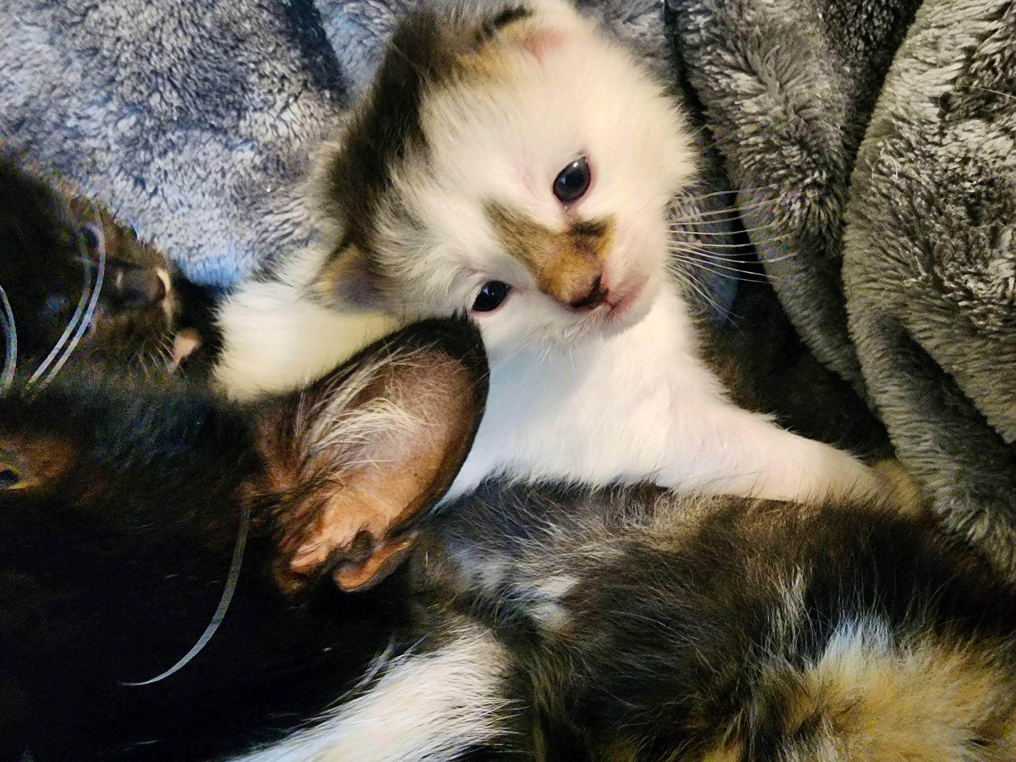 Angus is registered to the contest to win money with this photo: canidae, carnivore, cat, claw, comfort, companion_dog, dog_breed, eye, eyelash, fawn, felidae, fur, nap, paw, small_to_medium_sized_cats, snout, tail, terrestrial_animal, whiskers, wildlife