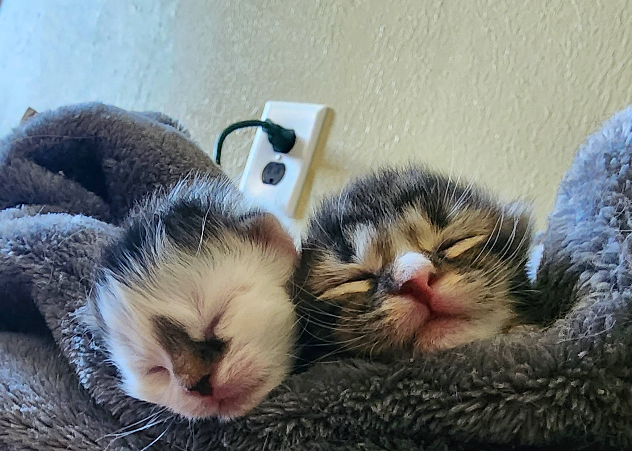 Angus joined the competition — help win amazing prizes! carnivore, cat, claw, comfort, domestic_short_haired_cat, eye, fawn, felidae, fur, mammal, nap, paw, sleep, small_to_medium_sized_cats, snout, terrestrial_animal, whiskers, wool