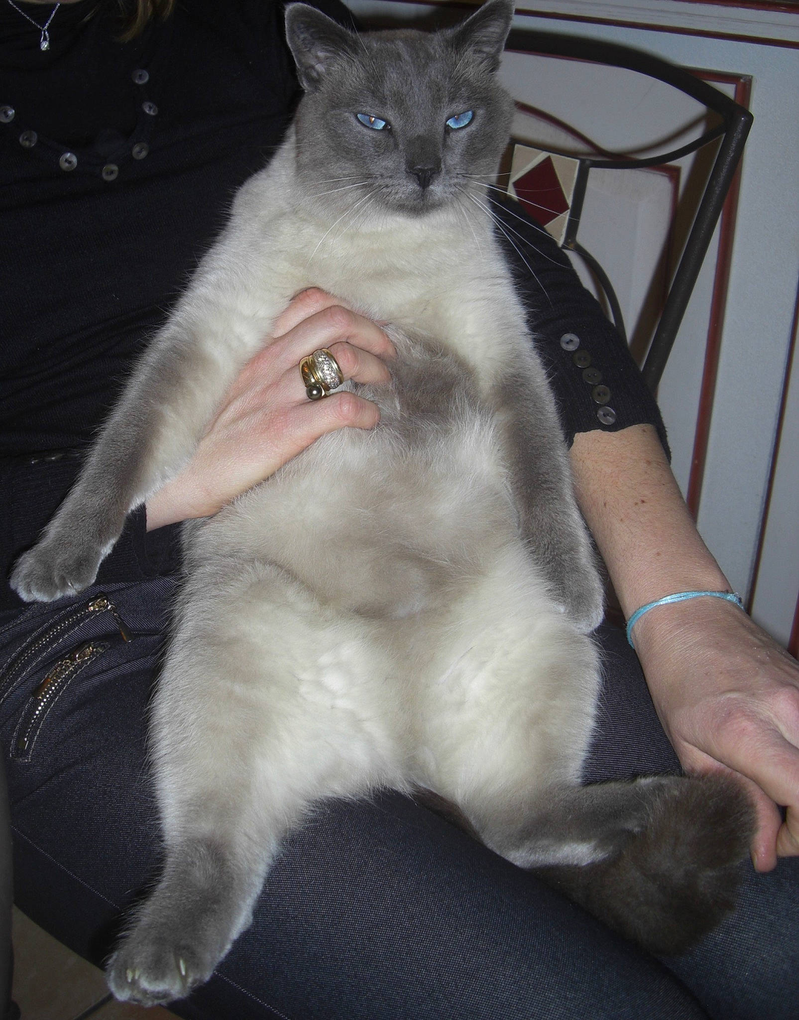 Freesby participe au concours pour gagner de l'argent avec cette photo : carnivore, cat, chair, claw, comfort, domestic_short_haired_cat, fawn, felidae, fur, paw, russian_blue, sitting, small_to_medium_sized_cats, snout, tail, terrestrial_animal, whiskers