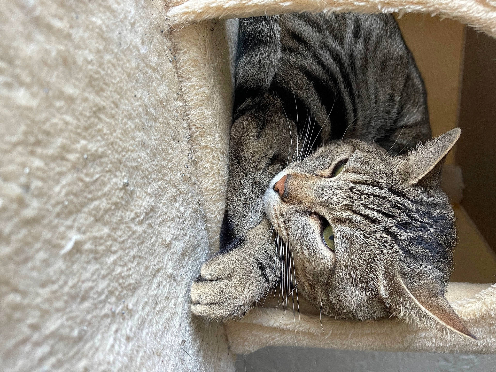 Ollie is registered to the contest to win money with this photo: carnivore, cat, claw, comfort, domestic_short_haired_cat, felidae, fur, grey, paw, sleep, small_to_medium_sized_cats, snout, tail, terrestrial_animal, whiskers, window, wood, wrinkle