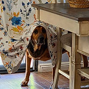 Bear is registered to the contest to win money with this photo: dog, dog_face, pet, floral_fabric, drapery, table, chair, wooden_table, hardwood_floor, area_rug, basket, pill_bottles, domestic_interior, home, hiding, peekaboo, animal_legs, curtain, patterned_textile, furniture