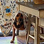 dog, dog_face, pet, floral_fabric, drapery, table, chair, wooden_table, hardwood_floor, area_rug, basket, pill_bottles, domestic_interior, home, hiding, peekaboo, animal_legs, curtain, patterned_textile, furniture