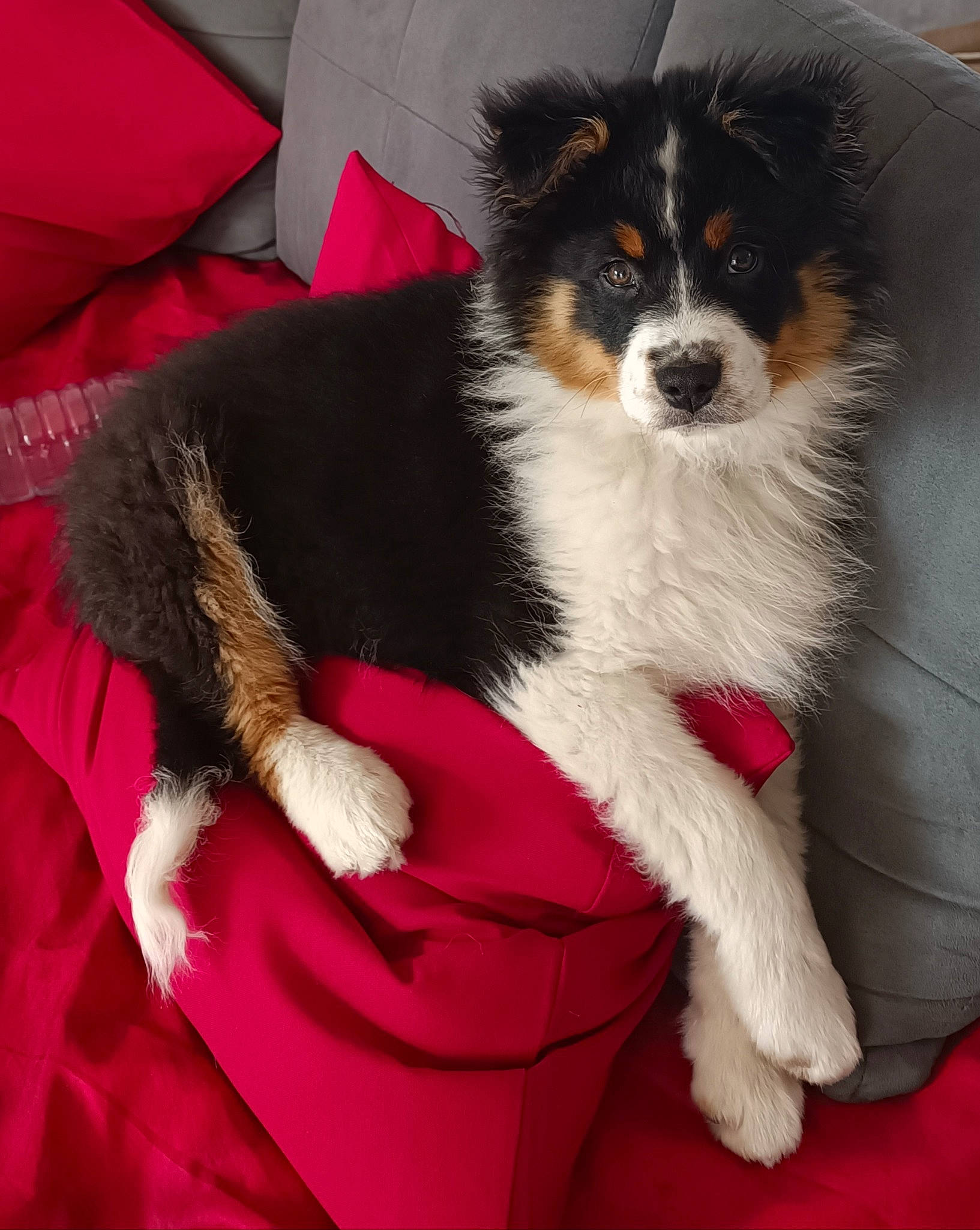 Duke a rejoint le concours — aidez-le/la à gagner de superbes lots ! ancient_dog_breeds, border_collie, canidae, carmine, carnivore, comfort, companion_dog, dog, dog_breed, dog_supply, fur, herding_dog, magenta, sporting_group, tail, toy_dog, working_animal, working_dog