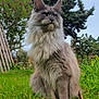 Lio a rejoint le concours — aidez-le/la à gagner de superbes lots ! animal, background, calm, cat, ears, feline, fluffy, fur, grass, greenery, maine_coon, majestic, nature, outdoor, pet, plants, portrait, sitting, tree, whiskers