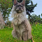 Lio a rejoint le concours — aidez-le/la à gagner de superbes lots ! animal, cat, cute, ears, eyes, fluffy, fur, grass, greenery, leash, maine_coon, mammal, nature, outdoor, pet, plant, portrait, sitting, tree, whiskers