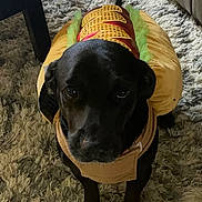 Mak joined the competition — help win amazing prizes! dog, black_dog, costume, hot_dog_costume, pet, indoor, rug, carpet, furniture, sofa, tile_floor, looking_up, cute, animal, canine, domestic_animal, pet_clothing, funny, costume_party, companion