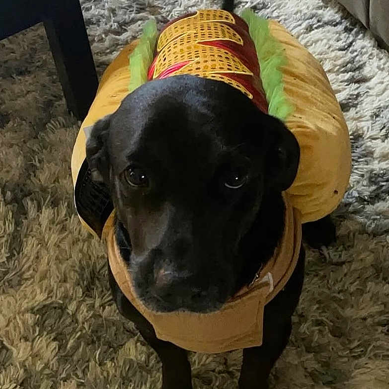 Mak joined the competition — help win amazing prizes! animal, black_dog, canine, carpet, companion, costume, costume_party, cute, dog, domestic_animal, funny, furniture, hot_dog_costume, indoor, looking_up, pet, pet_clothing, rug, sofa, tile_floor