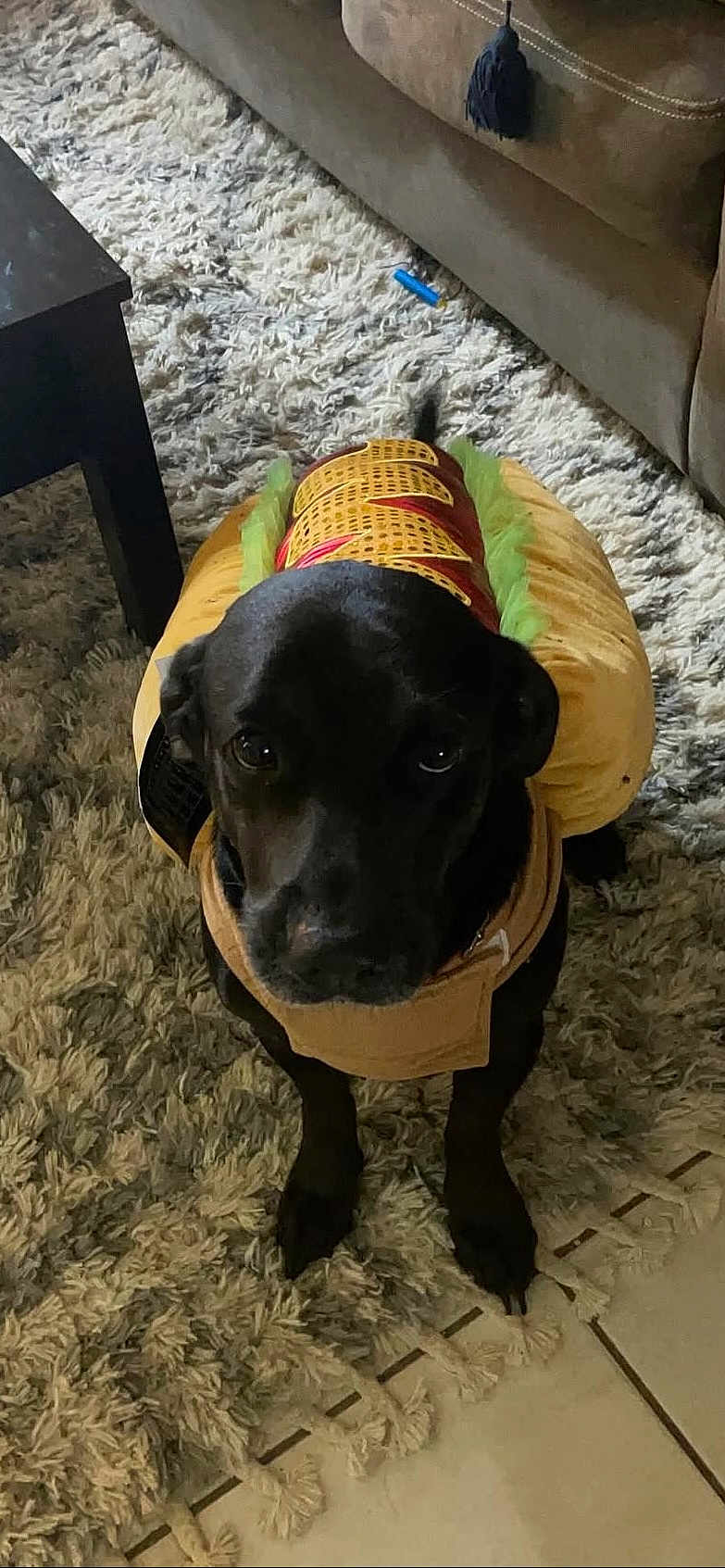 Mak joined the competition — help win amazing prizes! dog, black_dog, costume, hot_dog_costume, pet, indoor, rug, carpet, furniture, sofa, tile_floor, looking_up, cute, animal, canine, domestic_animal, pet_clothing, funny, costume_party, companion