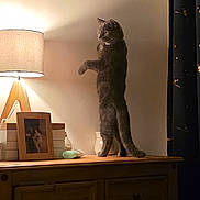 Bentley is registered to the contest to win money with this photo: cat, closeup, collar, curious, curtain, domestic_animal, feline, furniture, gray_cat, home_decor, indoor, lamp, object, pet, photo_frame, room, soft_lighting, standing_cat, tabletop, wooden_dresser