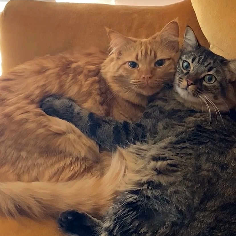 Bb And Hunny is registered to the contest to win money with this photo: armchair, blinds, cat, cats, chair, close_up, cozy, cuddling, fur, indoor, looking_at_camera, orange_cat, paws, pet, portrait, relaxing, snuggling, tabby_cat, whiskers, window