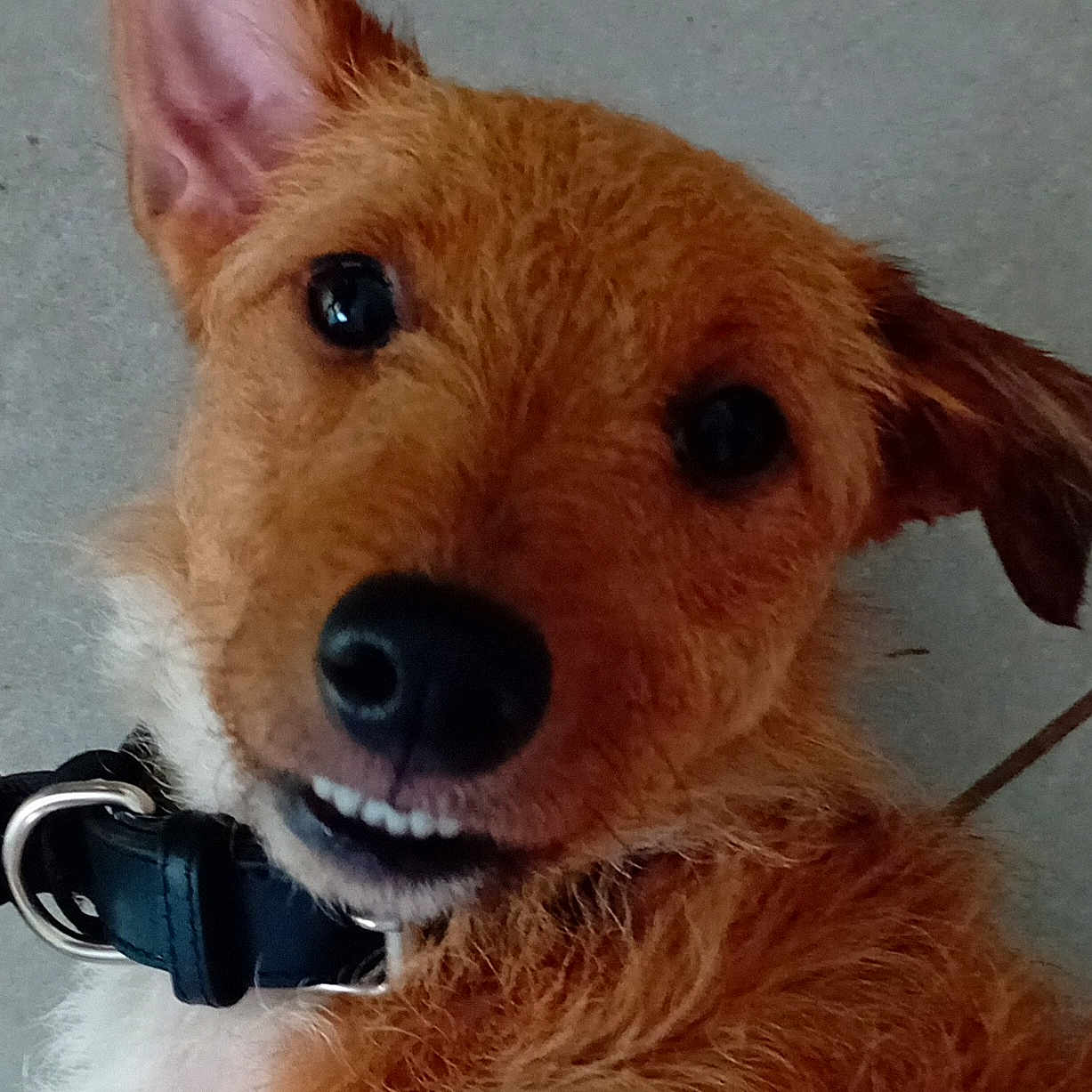 Willow participe au concours pour gagner de l'argent avec cette photo : animal, black_collar, brown_fur, canine, close_up, collar, cute, dog, ears, expression, face, funny, fur, indoor, looking_at_camera, muzzle, nose, pet, portrait, whiskers