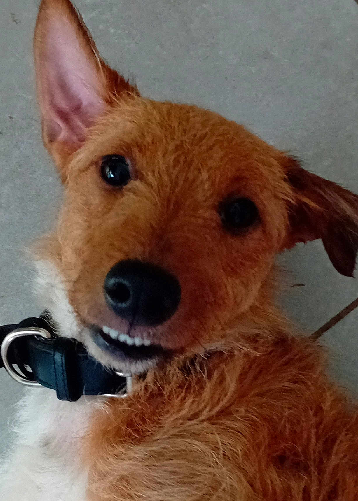 Willow participe au concours pour gagner de l'argent avec cette photo : dog, close_up, pet, collar, brown_fur, cute, animal, canine, portrait, face, ears, nose, whiskers, expression, funny, looking_at_camera, indoor, fur, black_collar, muzzle