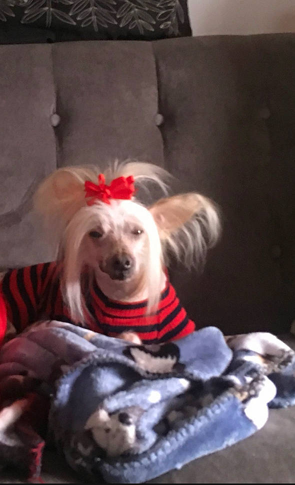 Sadee is registered to the contest to win money with this photo: canidae, carnivore, companion_dog, costume, couch, dog, dog_breed, dog_clothes, dog_supply, fawn, fictional_character, fun, fur, smile, snout, sporting_group, toy, toy_dog, whiskers, working_animal