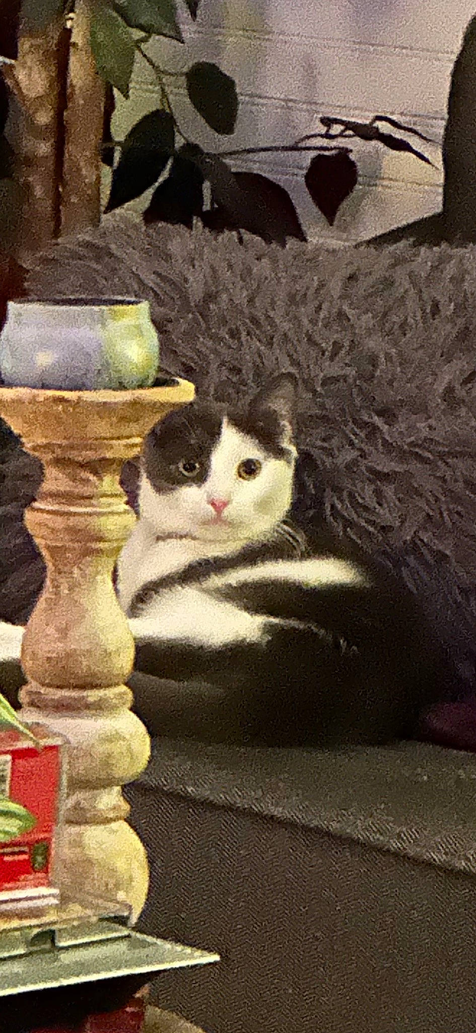 Tinkerbell joined the competition — help win amazing prizes! art, carnivore, cat, domestic_short_haired_cat, felidae, fur, grass, linens, plant, publication, rectangle, sitting, small_to_medium_sized_cats, tail, tints_and_shades, tree, whiskers, window, wood