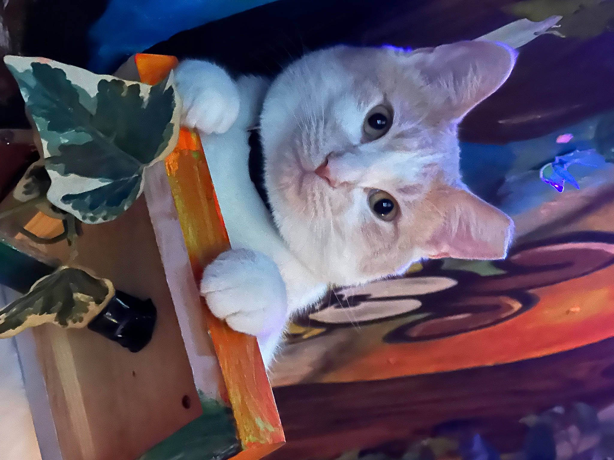 Tommy is registered to the contest to win money with this photo: carnivore, cat, domestic_short_haired_cat, electric_blue, eye, fawn, felidae, fur, head, plant, russian_blue, small_to_medium_sized_cats, snout, tableware, tail, tree, whiskers, wood