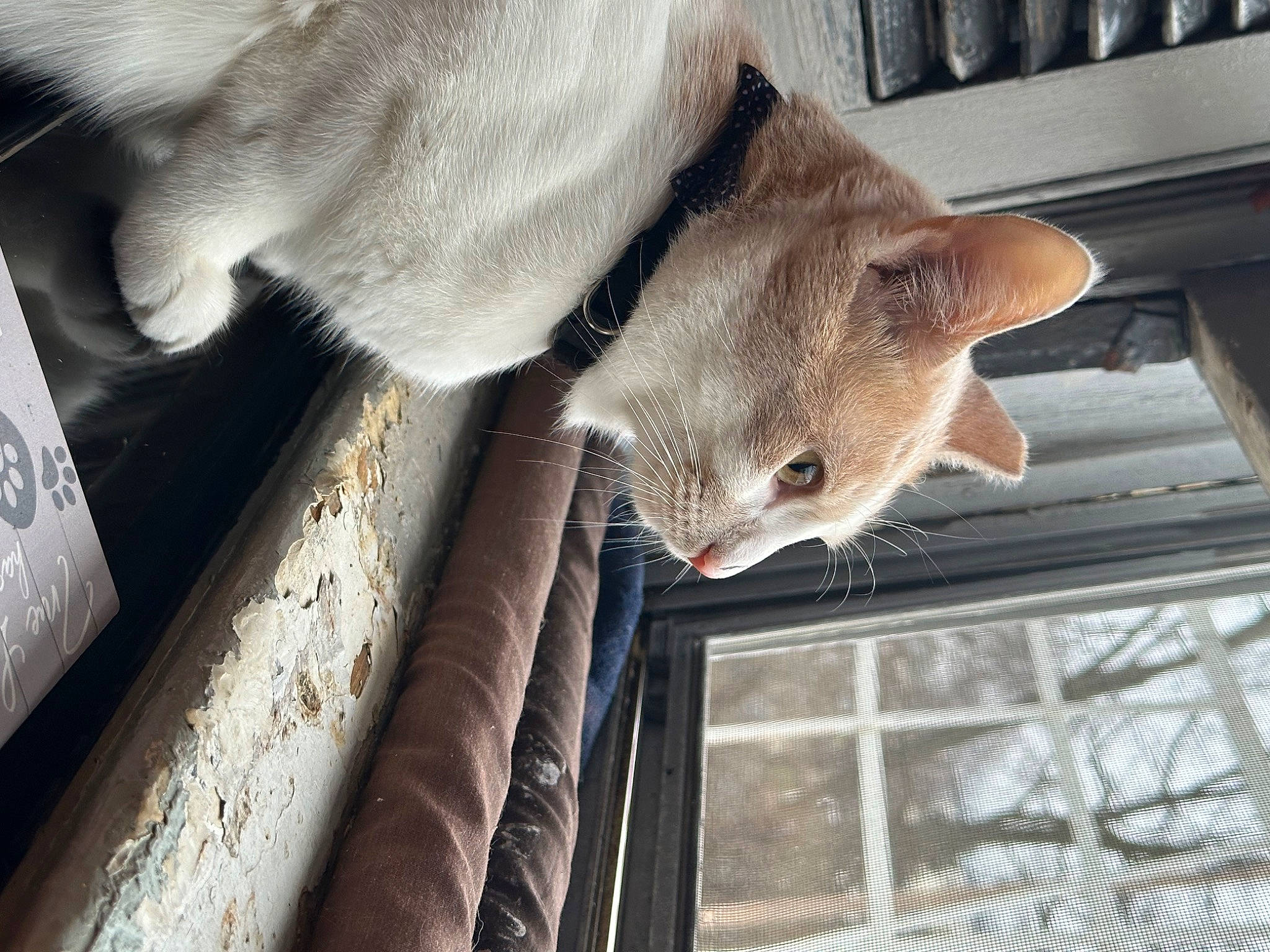 Tommy joined the competition — help win amazing prizes! carnivore, cat, claw, comfort, domestic_short_haired_cat, fawn, felidae, fur, mammal, paw, small_to_medium_sized_cats, snout, tail, terrestrial_animal, vertebrate, whiskers, window, wood