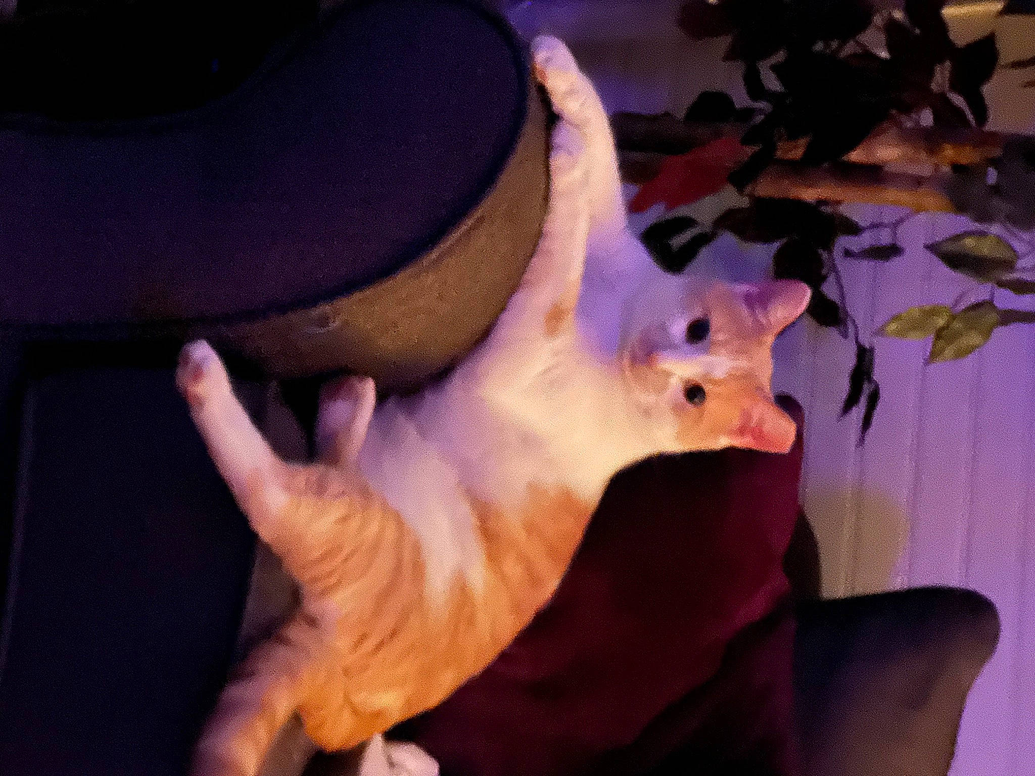 Tommy Dillpickle is registered to the contest to win money with this photo: canidae, carnivore, cat, claw, comfort, companion_dog, darkness, dog_breed, event, fawn, felidae, fur, gesture, houseplant, paw, plant, small_to_medium_sized_cats, tail, thumb, whiskers