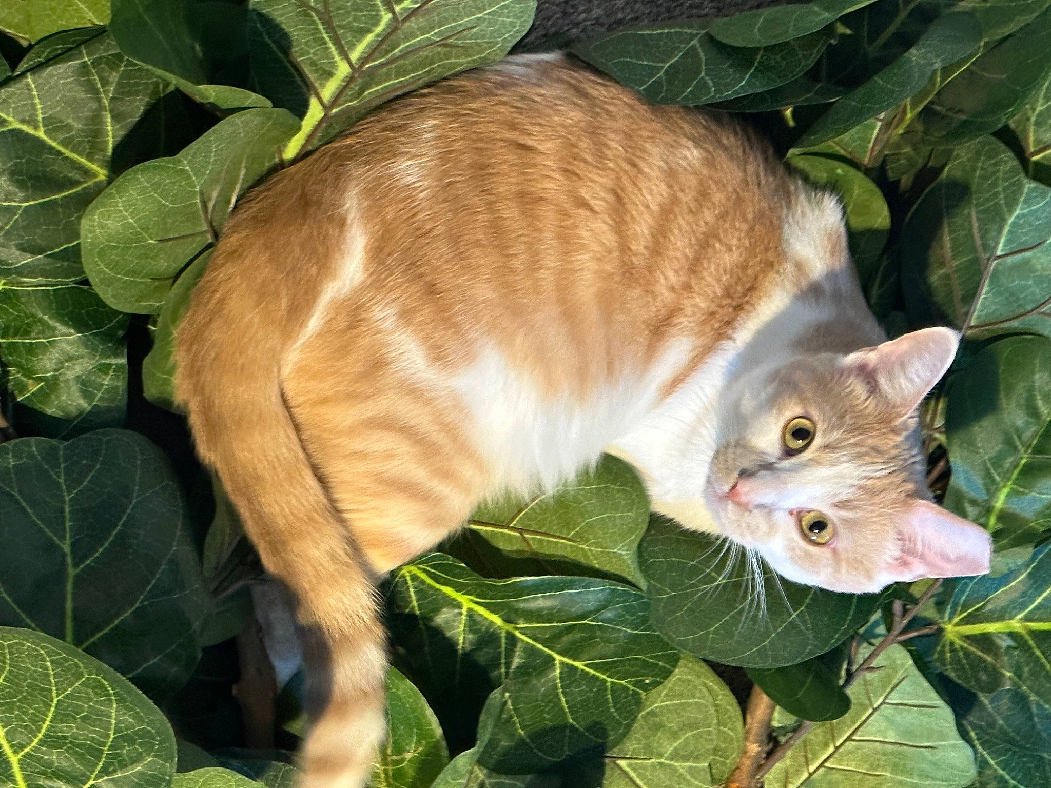 Tommy Dillpickle joined the competition — help win amazing prizes! carnivore, cat, collar, domestic_short_haired_cat, fawn, felidae, fur, grass, herb, leaf, plant, small_to_medium_sized_cats, snout, tail, terrestrial_animal, tree, whiskers, wildlife
