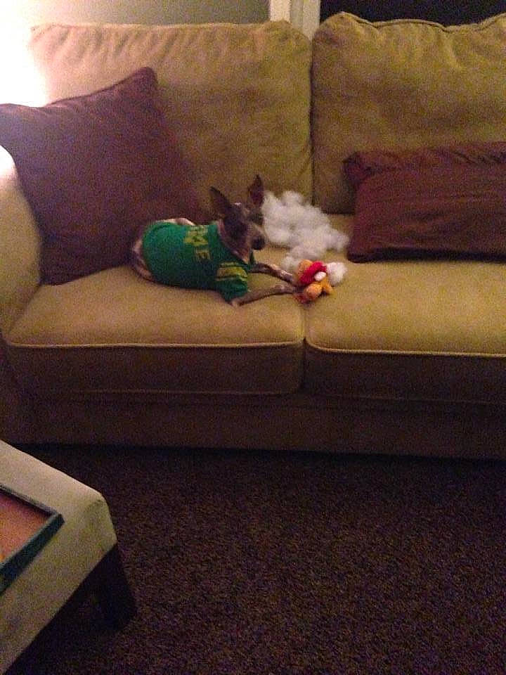 Cooper is registered to the contest to win money with this photo: carnivore, comfort, companion_dog, couch, dog, flooring, furniture, futon_pad, hardwood, home, interior_design, living_room, pillow, rectangle, room, square, studio_couch, throw_pillow, tints_and_shades, wood