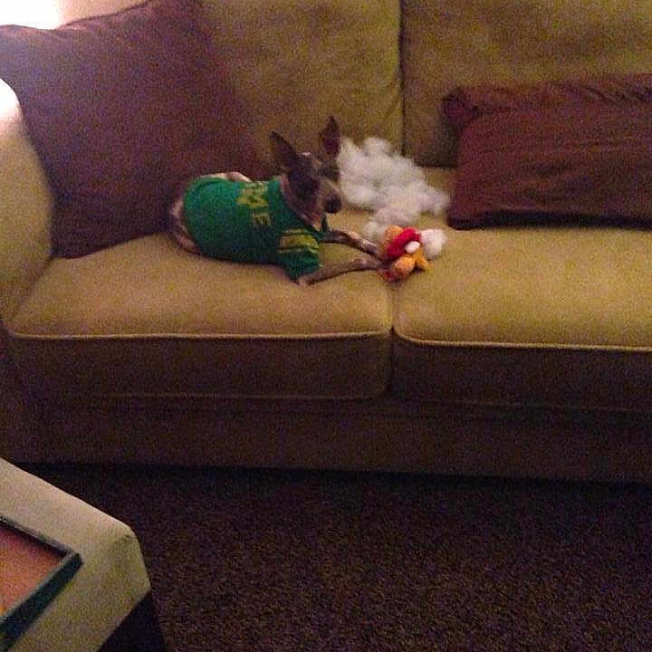 Cooper
