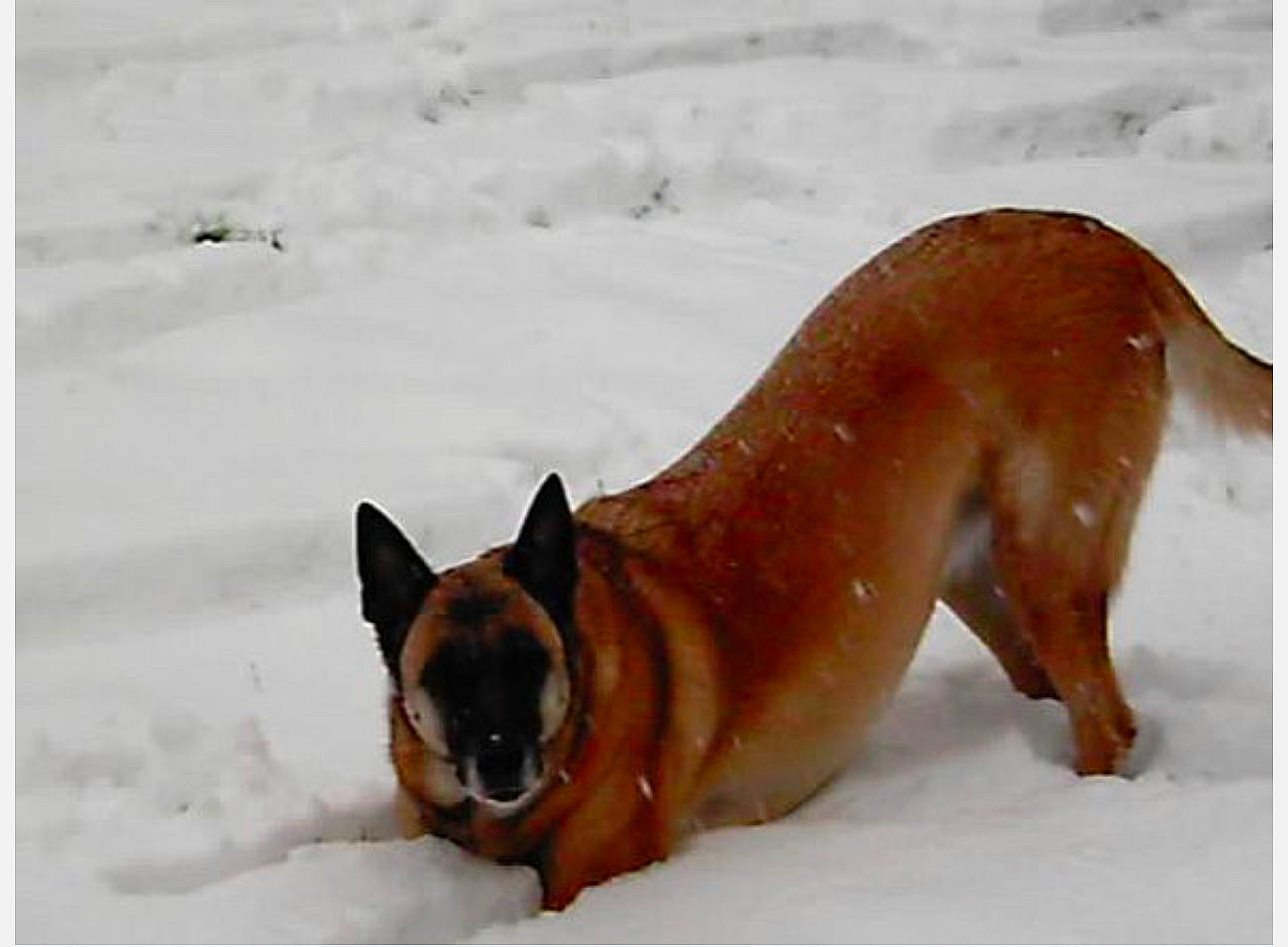 Britt joined the competition — help win amazing prizes! canidae, carnivore, companion_dog, dog, dog_breed, fawn, liver, non_sporting_group, paw, precipitation, snout, snow, sporting_group, tail, terrestrial_animal, winter, working_animal, working_dog