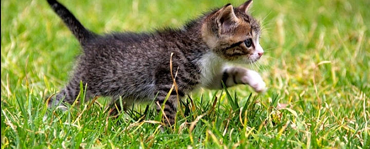 Bubulle a rejoint le concours — aidez-le/la à gagner de superbes lots ! carnivore, cat, domestic_short_haired_cat, dragon_li, european_shorthair, felidae, grass, kitten, mammal, pixie_bob, plant, small_to_medium_sized_cats, tabby_cat, terrestrial_animal, vertebrate, whiskers, wild_cat, wildlife