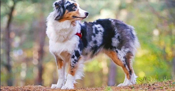 Paco participe au concours pour gagner de l'argent avec cette photo : australian_cattle_dog, australian_collie, australian_shepherd, basque_shepherd_dog, border_collie, canidae, carnivore, companion_dog, dog, dog_breed, english_shepherd, herding_dog, mammal, miniature_australian_shepherd, rare_breed_dog, scotch_collie, sporting_group, vertebrate, welsh_sheepdog, working_dog