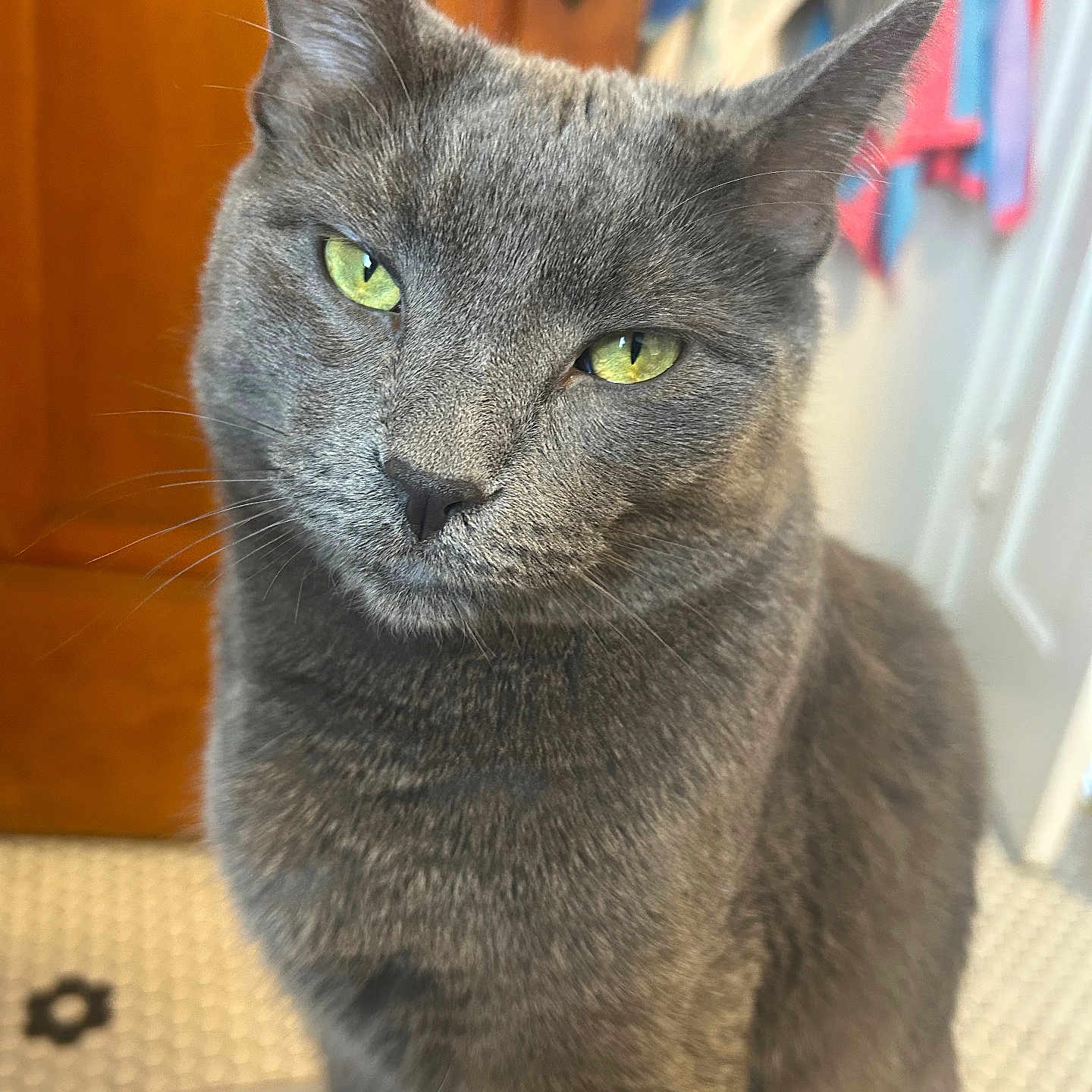 Mooney is registered to the contest to win money with this photo: animal, cat, close_up, curious, domestic_cat, door, ears, feline, floor, fur, gray_cat, green_eyes, household, indoor, pet, portrait, sitting, tile, towel, whiskers
