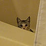 kitten, cat, bathtub, peeking, curious, animal, pet, indoor, bathroom, face, ears, fur, whiskers, small, young, cute, eyes, hidden, playful, domestic