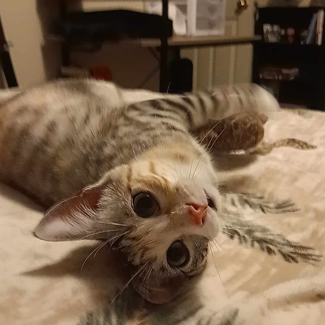 Hazel joined the competition — help win amazing prizes! bed, blanket, cat, close_up, cozy, curious, desk, domestic_animal, ears, feline, furniture, indoor, lying_down, pet, pine_pattern, room, shelf, tabby, whiskers, wide_eyes