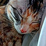 cat, sleeping, close_up, tabby, whiskers, fur, pet, animal, domestic_cat, relaxing, cute, resting, soft, indoor, face, pink_nose, striped, feline, cozy, peaceful