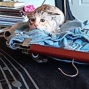 Hazel joined the competition — help win amazing prizes! cat, clothing, jeans, table, notebooks, bag, indoor, furniture, shelf, fabric, music_notes, resting, animal, curious, domestic_cat, striped_cat, soft_lighting, textile, household, casual