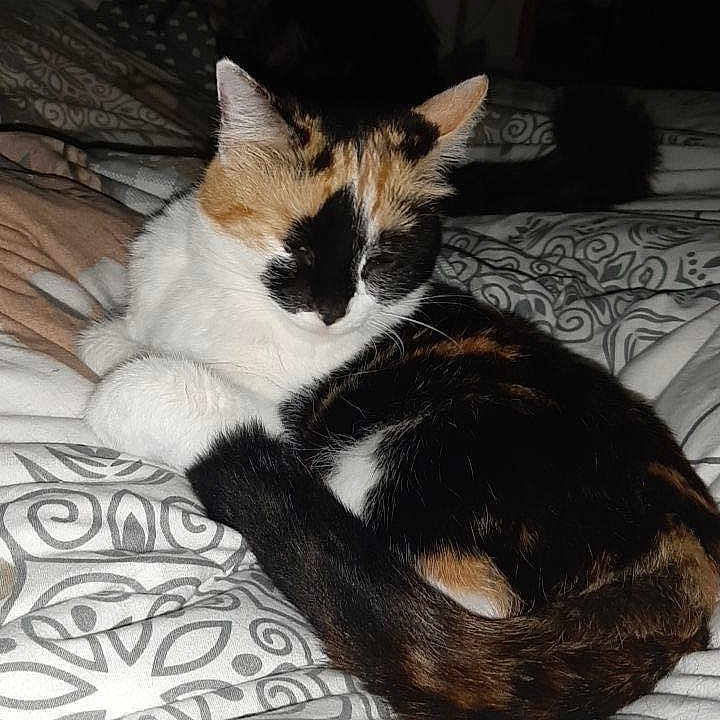 Siya