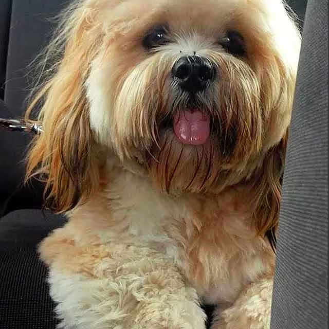 Alfie