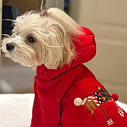 Gypsy Rose joined the competition — help win amazing prizes! animal, attentive, close_up, cozy, cute, decorated_clothing, dog, fluffy, fur, holiday_clothing, hoodie, indoor, pet, pony_tail, portrait, red_hoodie, sitting, small_dog, soft_surface, white_dog