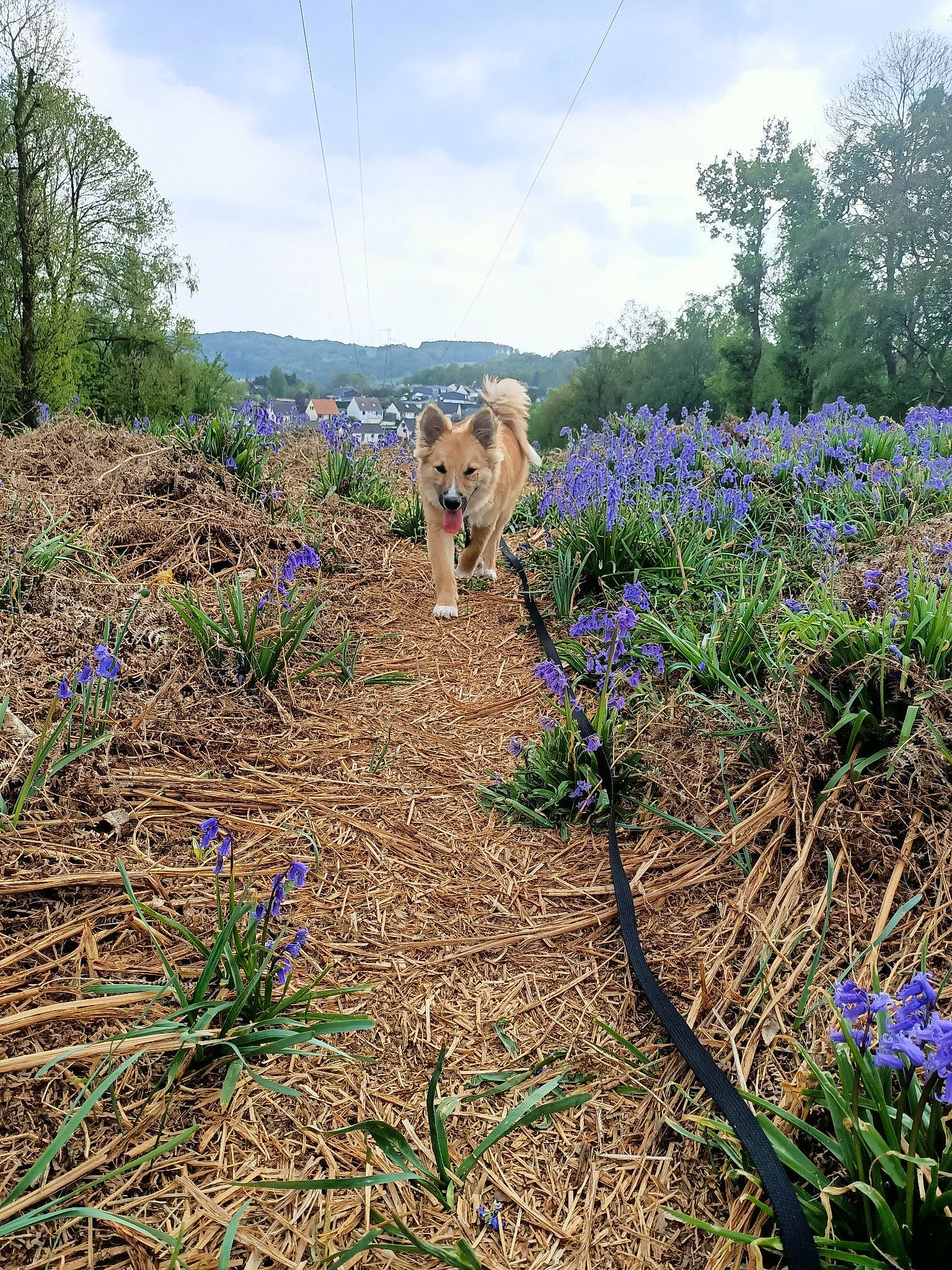 Fenrir participe au concours pour gagner de l'argent avec cette photo : bluebonnet, canidae, delphinium, dog, fawn, flower, flowering_plant, grass, grass_family, lupin, plant, shrub, soil, spring, wildflower