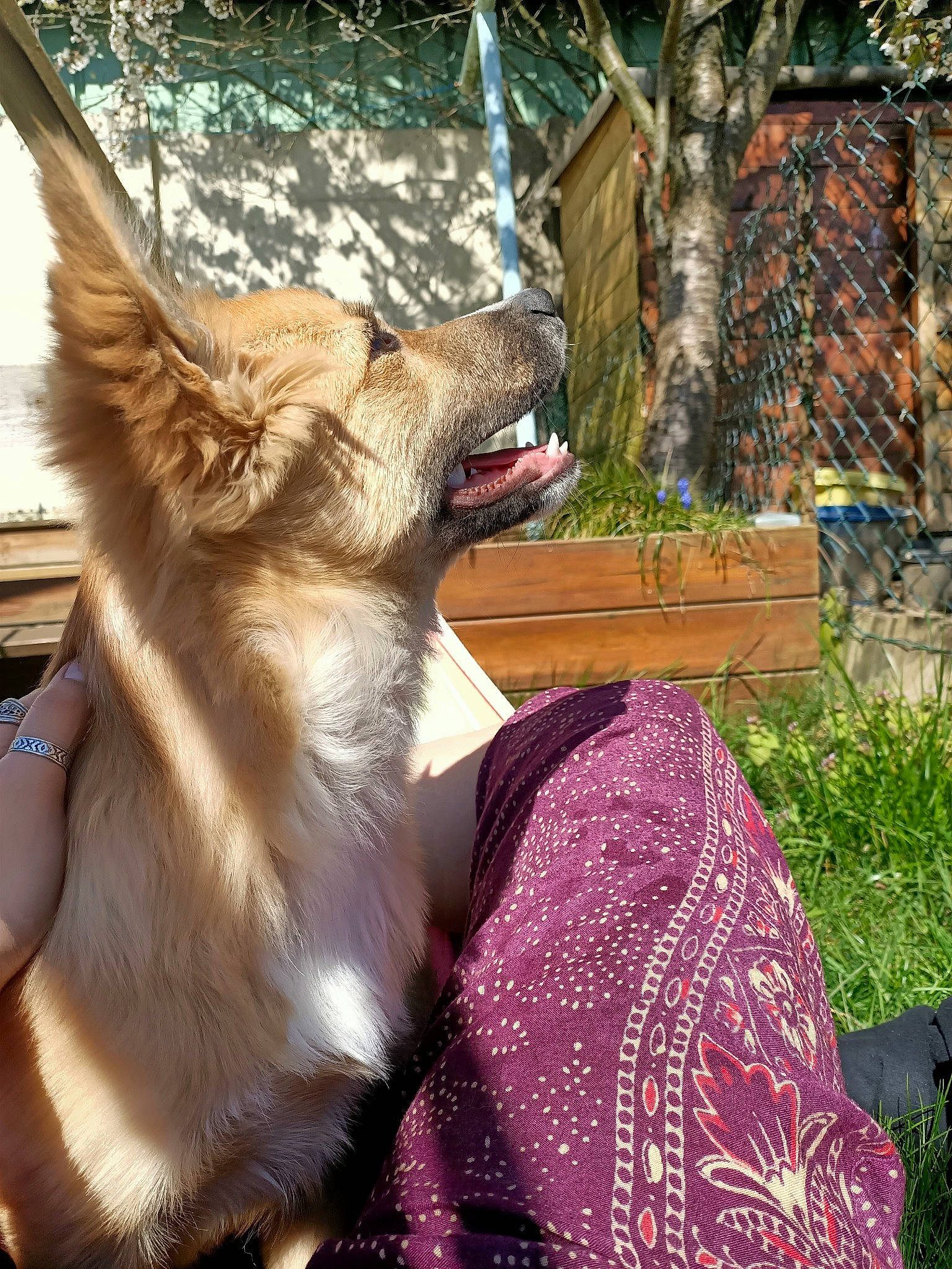 Fenrir a rejoint le concours — aidez-le/la à gagner de superbes lots ! canidae, carnivore, czechoslovakian_wolfdog, dog, dog_breed, fawn, mammal, norwegian_buhund, snout, vertebrate, wolfdog