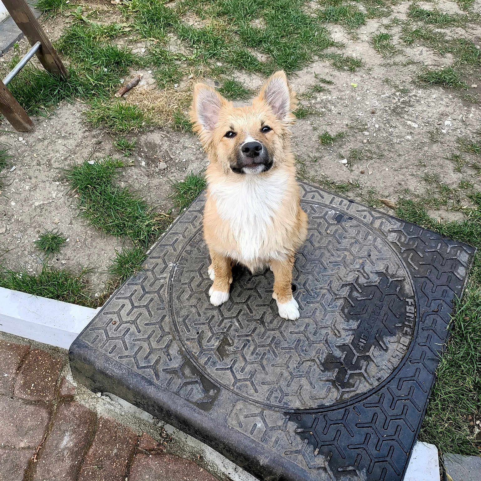 Fenrir