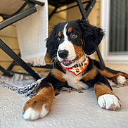 Bailey joined the competition — help win amazing prizes! bernese_mountain_dog, puppy, dog, bandana, indoor, floor, chair, curious, happy, lying_down, pet, fur, ears, nose, whiskers, animal, domestic_animal, close_up, portrait, young