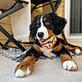 bernese_mountain_dog, puppy, dog, bandana, indoor, floor, chair, curious, happy, lying_down, pet, fur, ears, nose, whiskers, animal, domestic_animal, close_up, portrait, young