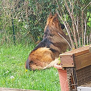 Syrano participe au concours pour gagner de l'argent avec cette photo : dog, german_shepherd, grass, garden, outdoor, greenery, plant, wooden_deck, pot, furniture, backyard, sitting, pet, canine, nature, leaf, bush, fur, relaxing, daytime