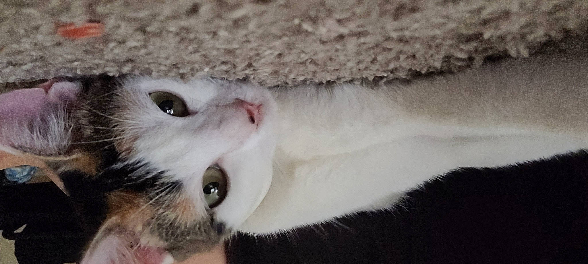 Bree joined the competition — help win amazing prizes! carnivore, cat, claw, domestic_short_haired_cat, ear, eye, eyelash, fawn, felidae, fur, head, macro_photography, paw, small_to_medium_sized_cats, snout, tail, terrestrial_animal, whiskers, wildlife